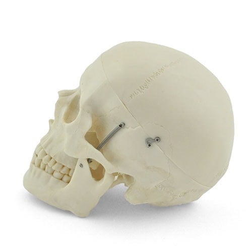 Human Skull Model