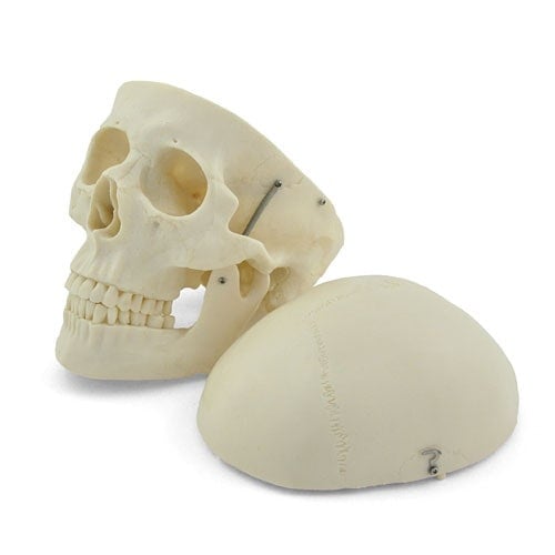 Human Skull Model