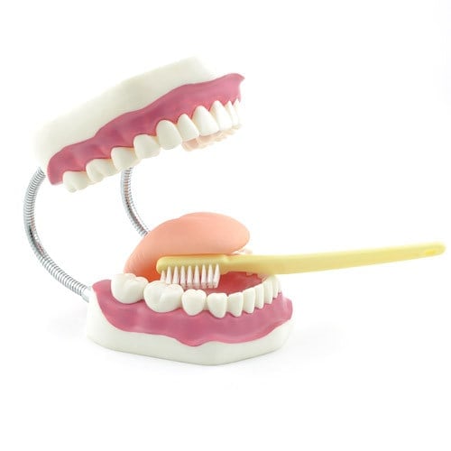 Dental Hygiene Model with Toothbrush