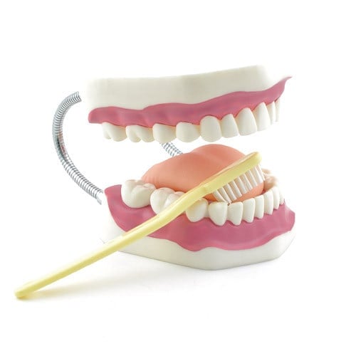 Dental Hygiene Model with Toothbrush