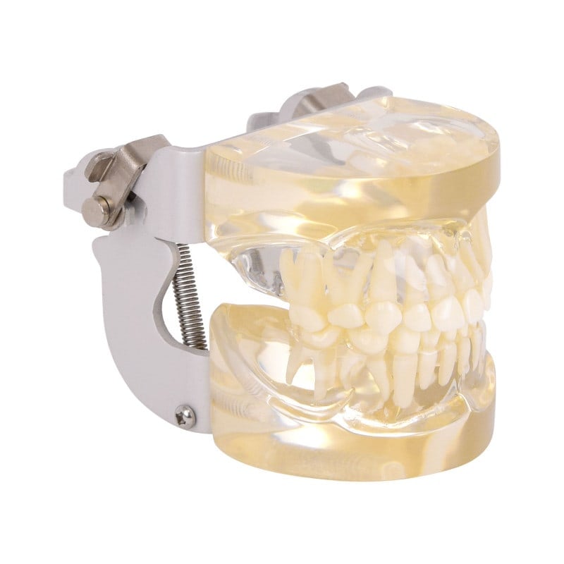 Human Jaw Model, transparent