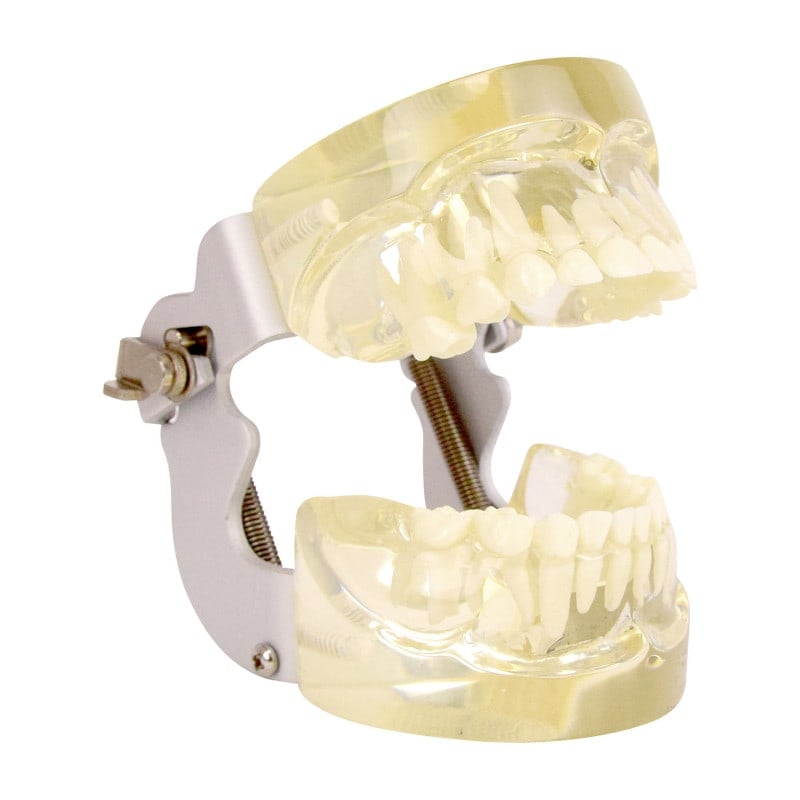 Human Jaw Model, transparent