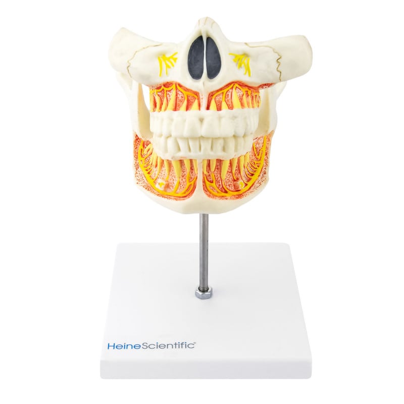 Model of a Human Jaw adult teeth