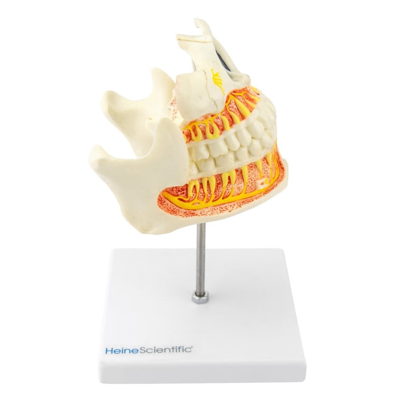 Model of a Human Jaw adult teeth