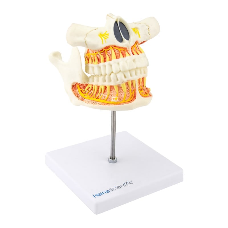 Model of a Human Jaw adult teeth