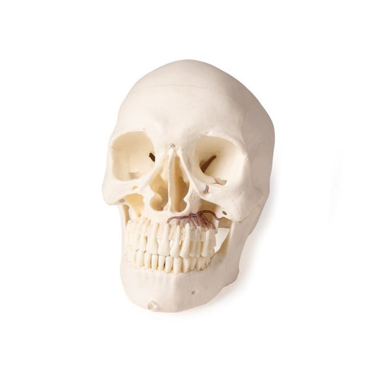 Dental Skull Model