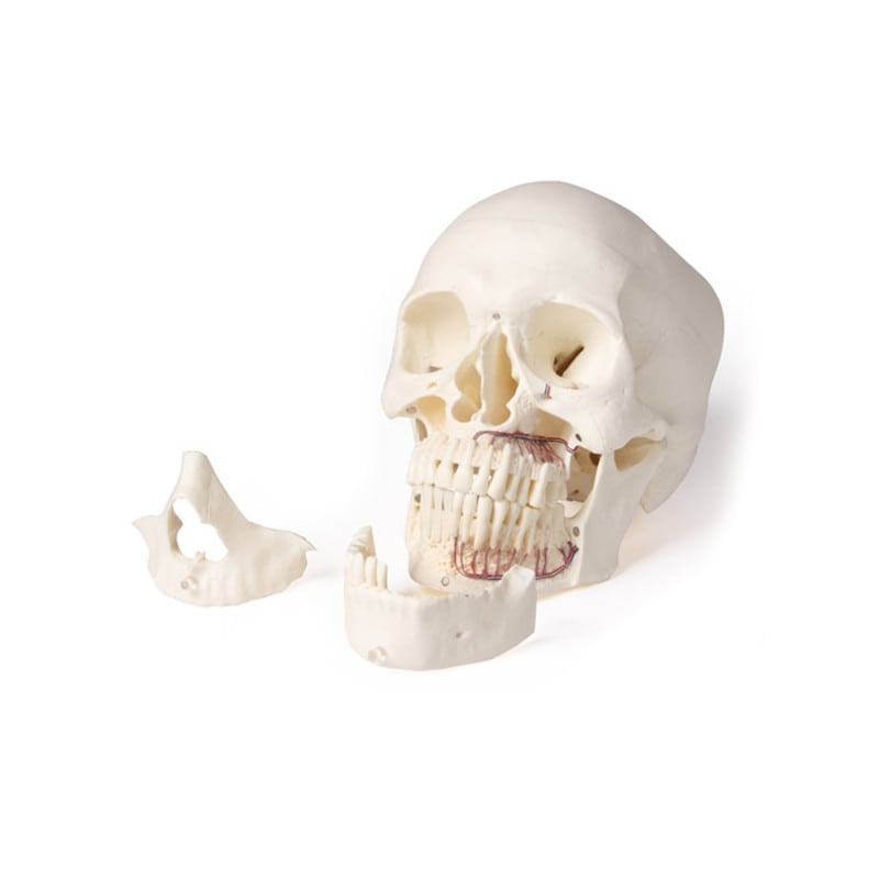 Dental Skull Model