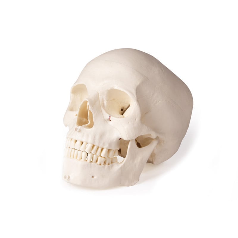 Dental Skull Model