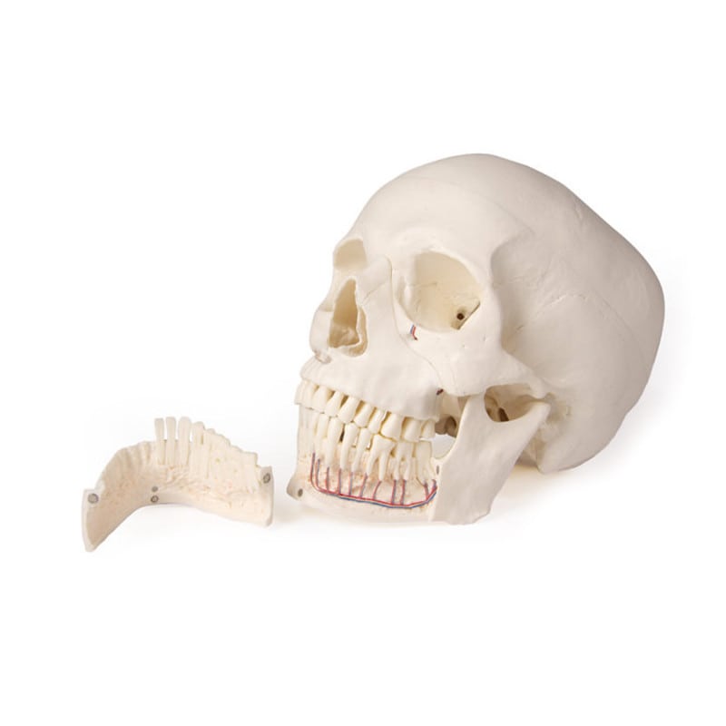 Dental Skull Model