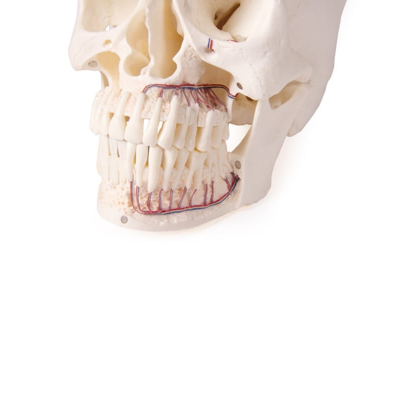 Dental Skull Model