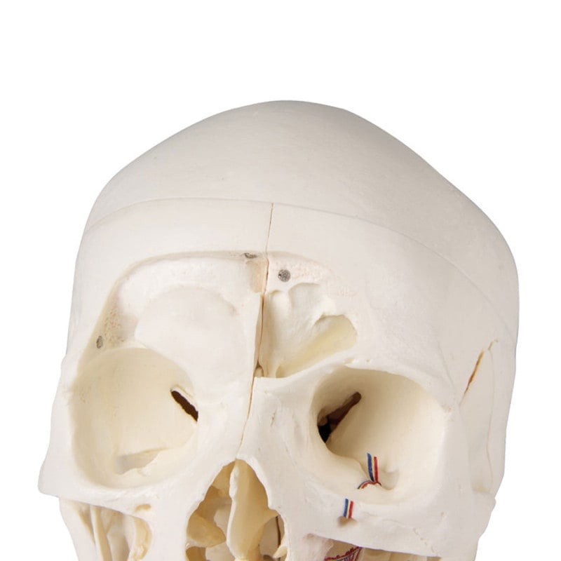 Luxury Demonstration Skull adults