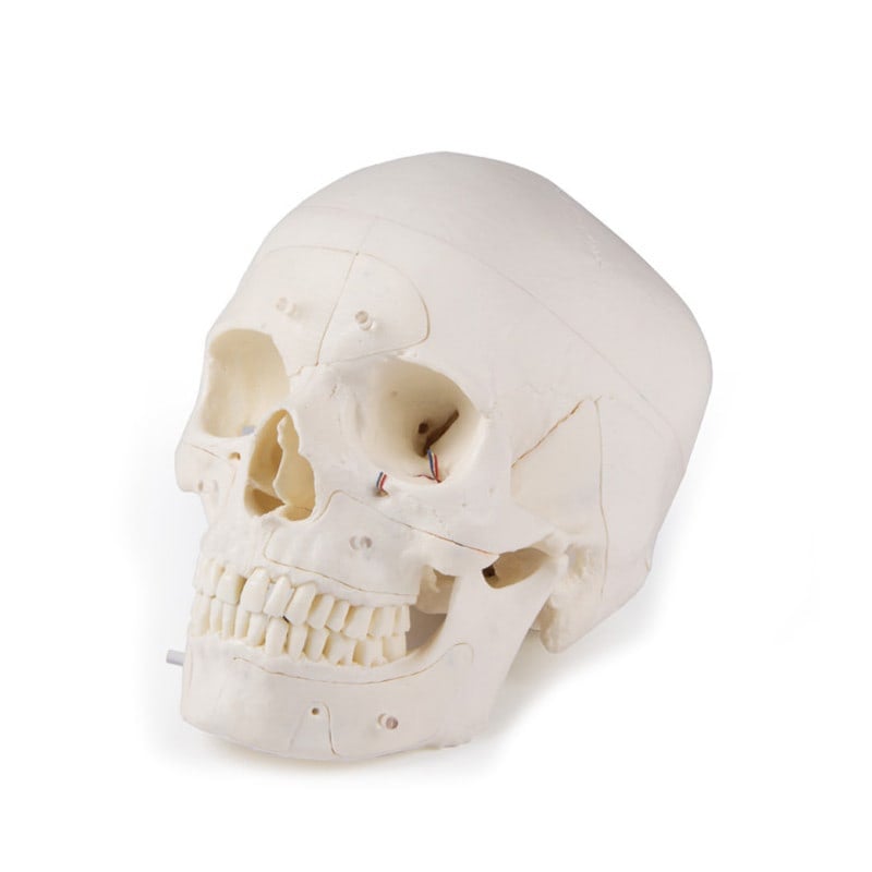 Luxury Demonstration Skull adults