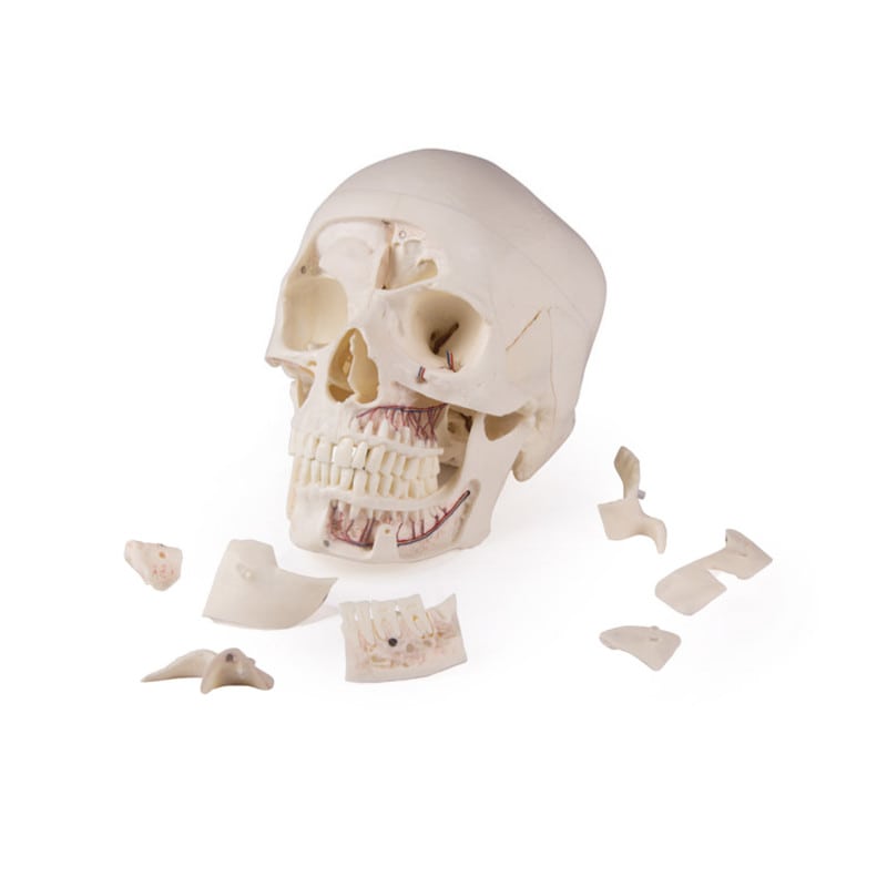 Luxury Demonstration Skull adults