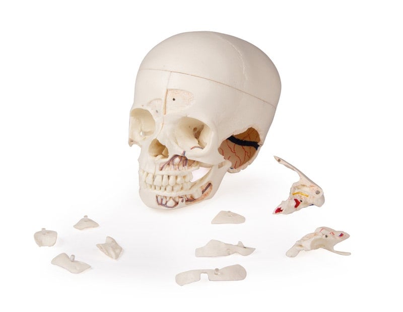 Luxury Demonstration Skull children